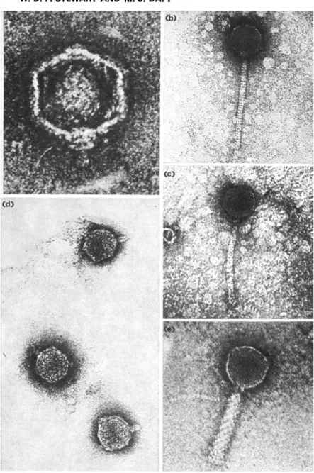 Fig. 4. Electron micrographs of five cyanophages. (a) SM-1 (by courtesy of R. Hasel- Hasel-korn); (b) S-1 (from Adolph and Haselkorn, 1973b); (c) AS-2; (d) D-1 (from Daft  et al., 1970); (e) N-1 (from Adolph and Haselkorn, 1973a)