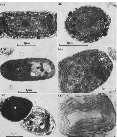 Fig. 6. (a) and (b) Uninfected cells of Plectonema boryanum showing peripheral thyla- thyla-koids