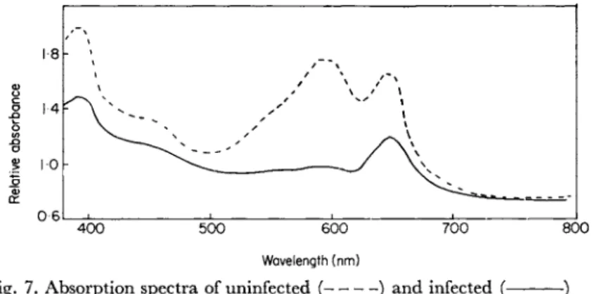 Fig. 7. Absorption spectra of uninfected ( ) and infected (- (-cultures of Plectonema boryanum after 36 h