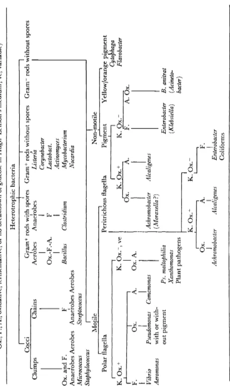 TABLE 4  Identification scheme for heterotrophic bacteria. (Abbreviations used are: K