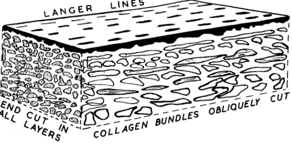 FIG. 16. Diagram showing the relationship of Langer's lines to the orientation of  dermal collagen in human skin