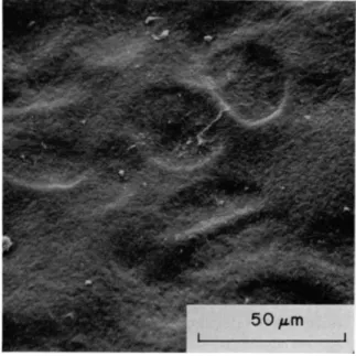FIG. 18. Scanning electron micrograph of the surface of human hip articular  cartilage showing many oval-shaped depressions