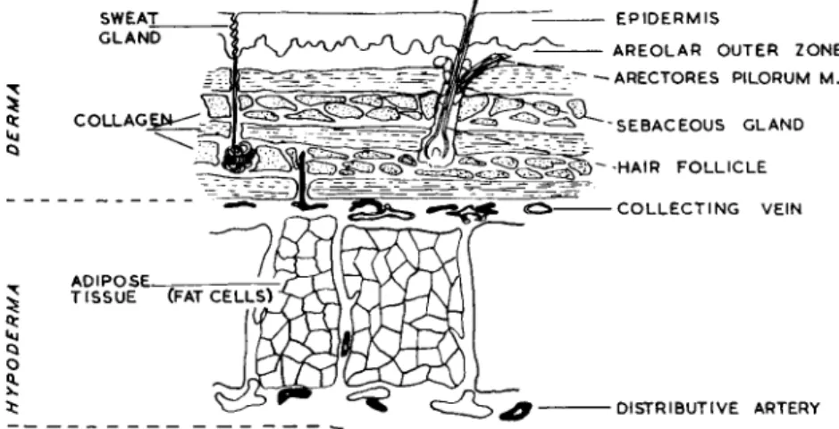 Figure 5 is a diagrammatic representation of skin from the thoracic 