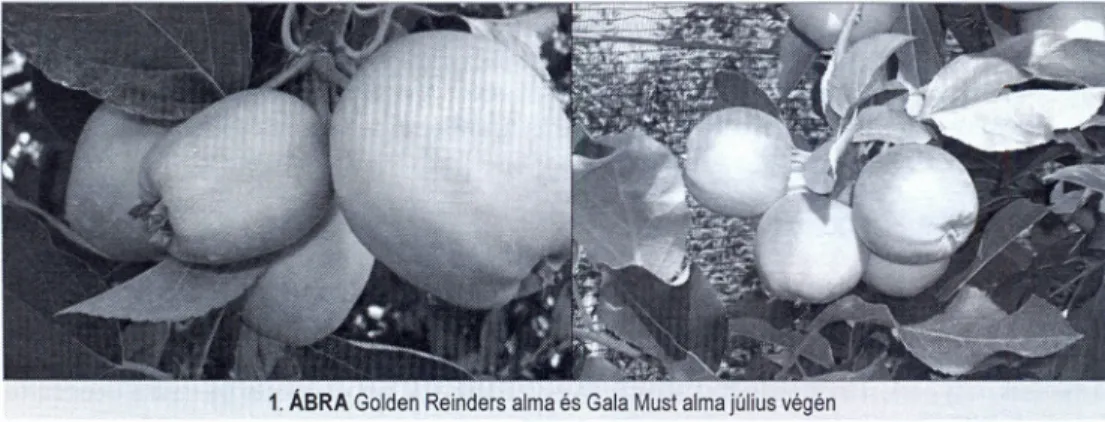 1. ÁBRA Golden Reinders alma és Gaia Must alma július végén