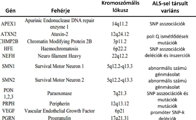 A 2. táblázat rövidítései: APEX1: Apurinic Endonuclease DNA repair enzyme 1; ATXN2: Ataxin- Ataxin-2;  CHMP2B:  Charged  multivesicular  body  protein  2B;  HFE:  hemokromatózis;  NEFH:  Neuro  filament  Heavy;  SMN:  Survival  Motor  Neuron;  PON:  Paraox