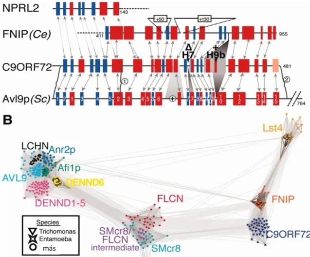 6. ábra A C9ORF72 gén struktúrális homológia alapján a DENN-like szupercsalád  tagja  
