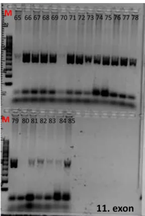 10. ábra A C9ORF72 gén vizsgált exonjainak felamplifikálás után  gélelektroforézissel ellenőrzött agaróz gélképei 
