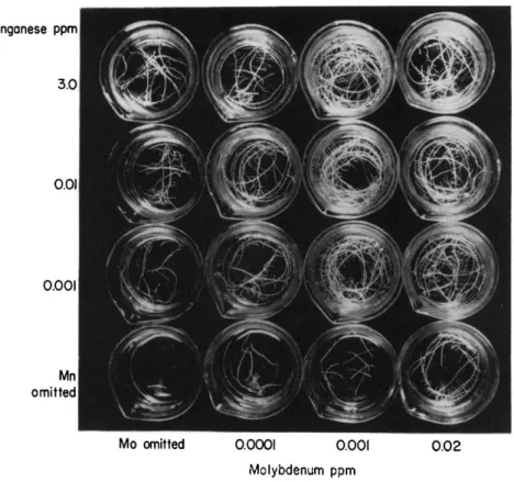 FIG. 5. Interactions between manganese and molybdenum as revealed by the  growth of excised tomato roots