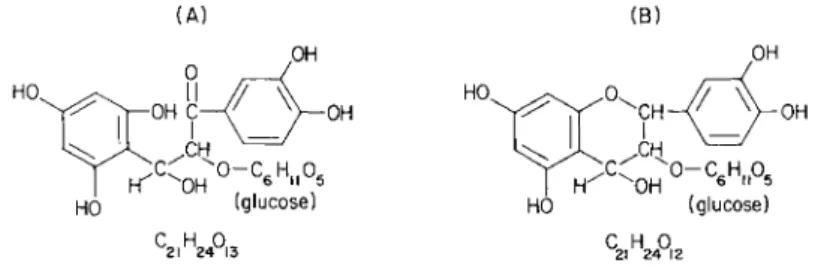 FIG. 1. Molecular formulas of leueoanthocyanin  ( A ) based on Robinson and  Robinson (72A); and with ring closure (Β) after Bauer et al