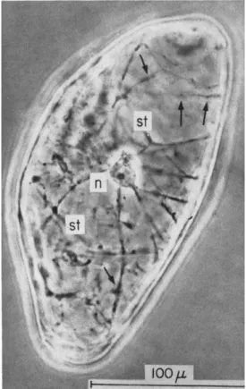 FIG. 10. Freely suspended carrot cell photographed under phase-contrast micro- micro-scope showing nucleus with nucleolus (n) and cytoplasmic strands (st) with  mitochondria ( t )