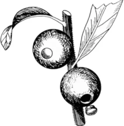 FIG. 4. Drawing of galls produced on Schinus longifolia by Cecidoses eremita. 