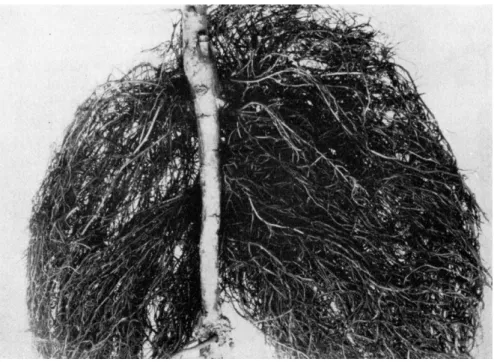 FIG.  1 . Hairy root on apple (Malus sylvestris). This condition is caused by a  specific bacterium