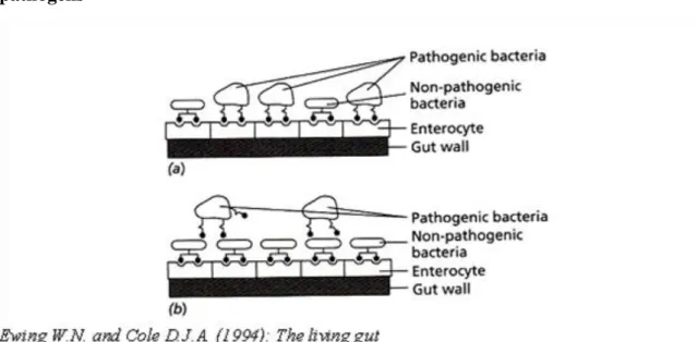 Figure 5.1. Fig. 3. Competitive exclusion of pathogen bacteria due to attachment of non- non-pathogens