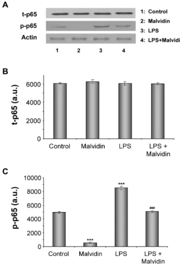 Figure 1. Effect of malvidin on LPS induced activating phosphorylation of NFkB. Total (phosphorylated and  unphosphory-lated) NFkB (t- NFkB) as well as the phoshorylated form of its p65 subunit (p-NFkB) was detected by immunoblotting of whole RAW 264.7 mac