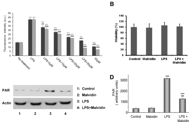 Figure 4. Effect of malvidin on LPS induced ROS production and PARP activation in RAW 264.7 macrophages