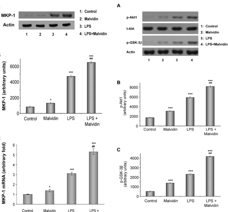 Figure 7. Effect of malvidin on LPS induced activation of Akt1 in RAW 264.7 macrophages