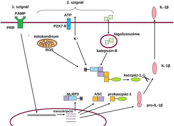 3. ábra.  Az  NLRP3  inflammoszóma aktivációja két szignált igényel.  (Anand et  al.,  2011  alapján)