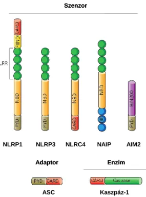 2. ábra. A különböző inflammoszómákat alkotó fehérjék doménszerkezete. (Strowig et  al.,  2012)