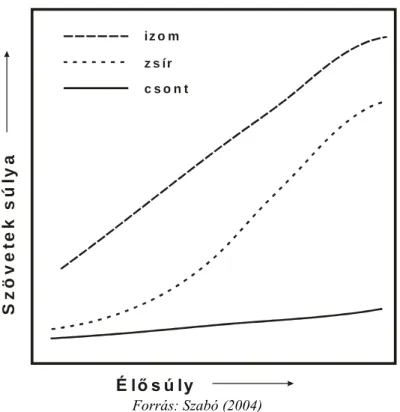 2. ábra: Az egyes testszövetek növekedése  i z o m z s í r c s o n t Szövetek súlya É lő s ú ly Forrás: Szabó (2004)  2.3.4