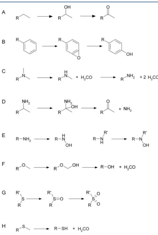 6.1. ábra. A legfontosabb 1. fázisú oxidatív reakciók. Alifás oxidáció  (A), aromás hidroxiláció (B), dezalkiláció (C), dezamináció (D),  N-oxidáció (E), O-dezalkiláció (F), S-N-oxidáció (G) és S-dezalkiláció (H)