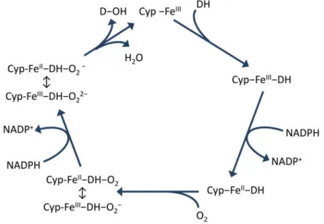 ahol RH a reakcióban részt vevő hatóanyag, ROH az oxidált metabolitja (6.2. ábra). 