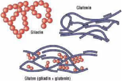 Figure 5.Gluten structure [19] 