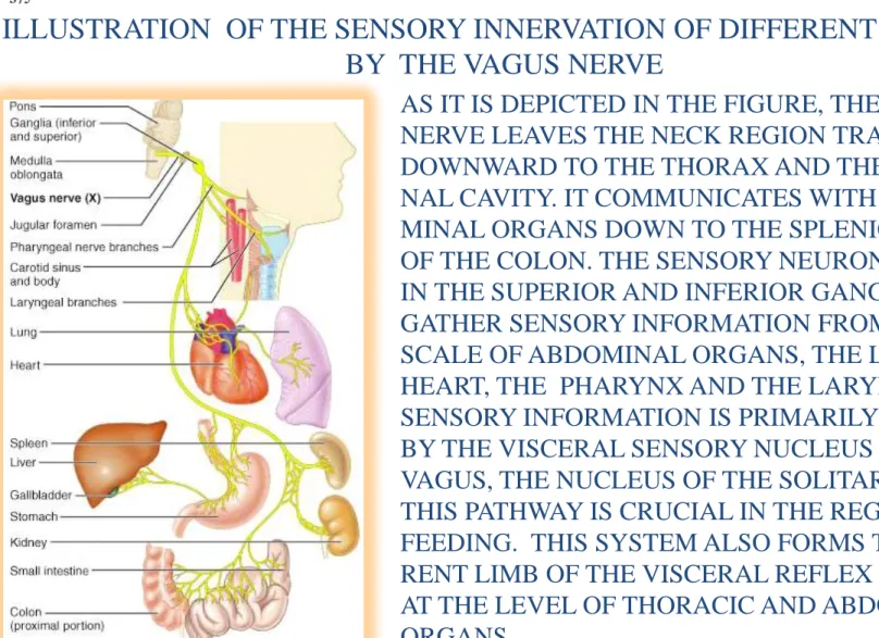 ILLUSTRATION  OF THE SENSORY INNERVATION OF DIFFERENT VISCERA   BY  THE VAGUS NERVE 