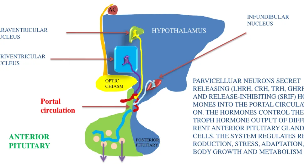 ILLUSTRATION OF THE PARVICELLULAR  NEUROSECRETORY SYSTEM 