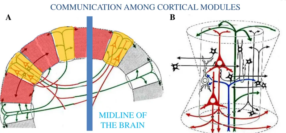 FIGURE A SHOWS THE IPSI- AND CONTRALATERAL CONNECTIONS OF MODULES   ESTABLISHING CORTICO-CORTICAL NETWORKS