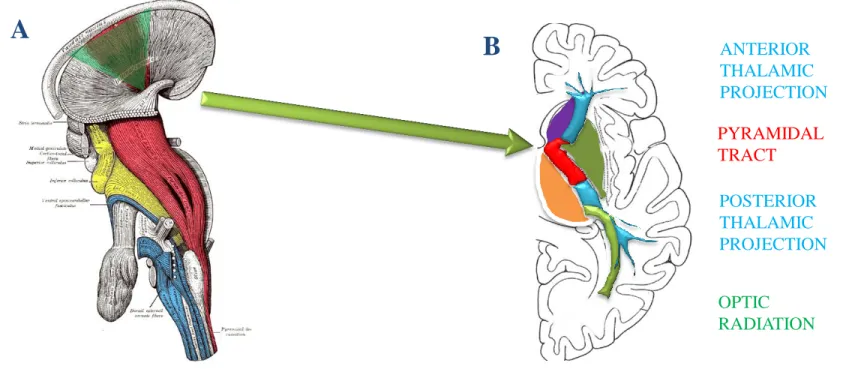 FIGURE A DEPICTS THE DOWNSTREAM COURSE OF CORTICOSPINAL FIBERS. NOTE  THE CONVERGENCE (HIGHLIGHTED IN GREEN) TOWARD THE INTERNAL CAPSULE