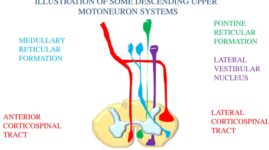 ILLUSTRATION OF SOME DESCENDING UPPER   MOTONEURON SYSTEMS  PONTINE   RETICULAR  FORMATION  LATERAL  CORTICOSPINAL   TRACT ANTERIOR  CORTICOSPINAL   TRACT  MEDULLARY  RETICULAR  FORMATION 