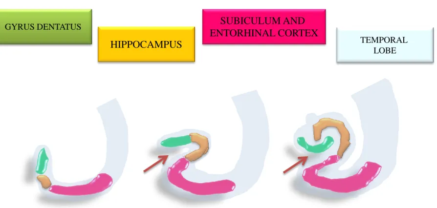 ILLUSTRATION OF THE DEVELOPMENTAL EVENTS OF THE TEMPORAL LOBE WITH  SPECIAL REFERENCE TO THE ESTABLISHMENT OF THE HIPPOCAMPAL FORMATION