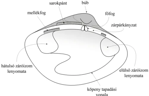 5.3.4. ábra. Egy heterodont fogazatú kagyló egyik oldali teknőjének belső szerkezete.