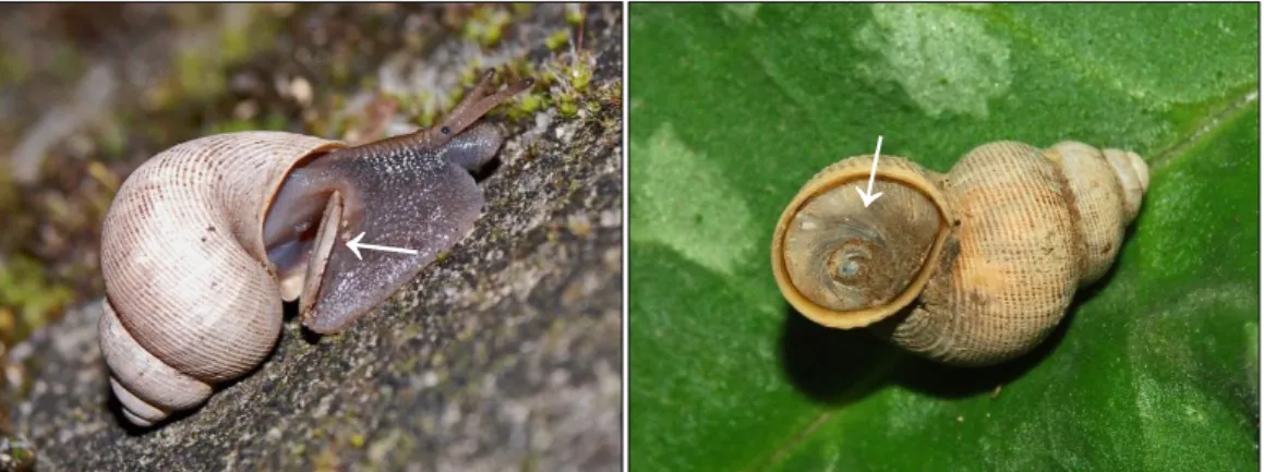 5.3.8. ábra. A nálunk is élő csinos ajtóscsiga (Pomatias elegans) (Caenogastropoda)   lábán a héjfedővel (operculum) (bal oldali ábra nyíl), amellyel házának szájadékát  