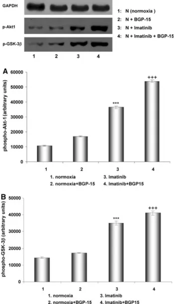 Fig. 8 Effect of BGP-15 on imatinib-induced PARP-1 activation under normal conditions (normoxia) and after treatment with BGP-15, with imatinib, and with BGP-15 ? imatinib