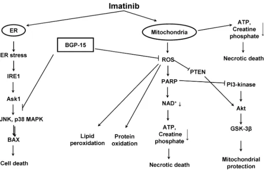 Fig. 9 Molecular mechanisms of Imatinib mesylate-induced cell death and possible regulatory points of BGP-15