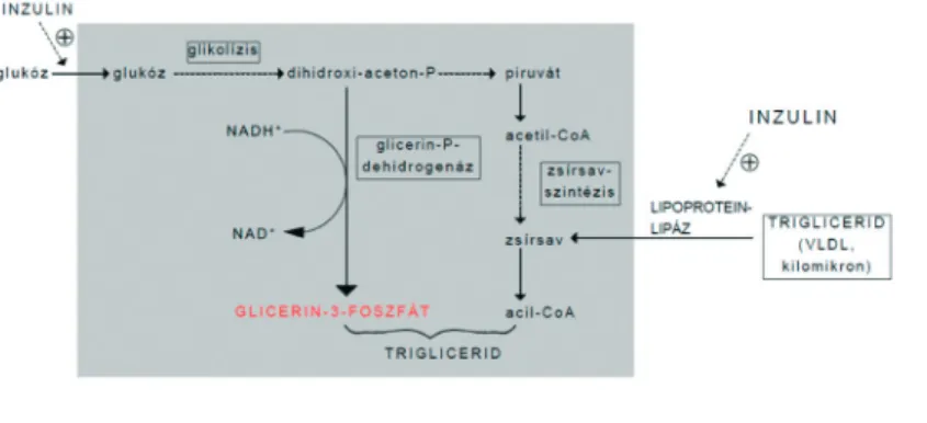 11. ábra: A trigliceridekbe beépülő glicerin-3-foszfát és a zsírsavak forrásai az adipocitákban (Ádám,  2001)