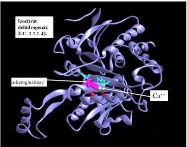 2.3. ábra: Az izocitrát-dehidrogenáz térszerkezete.  