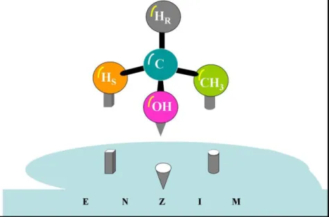 2.5. ábra: Orientációs effektus, three-point attachment, az aktív helyen minimum 3 aminosav felelős a  megfelelő illeszkedésért: ez a sztereospecifitás alapja 