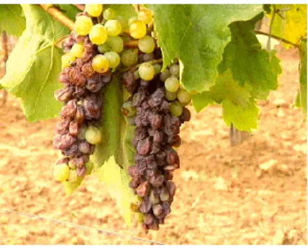 25. kép  Aszúsodott szőlőfürt 