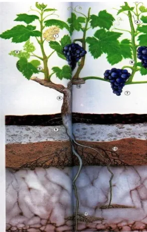 4. kép  A szőlőnövény föld alatti és föld feletti részei 