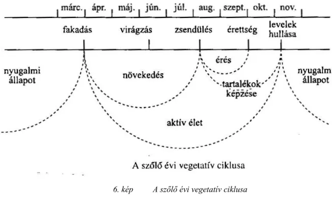 6. kép  A szőlő évi vegetatív ciklusa 