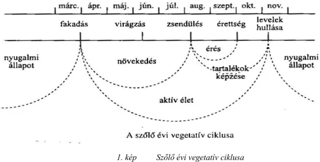 1. kép  Szőlő évi vegetatív ciklusa 