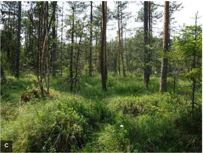 Figure 5: Extreme habitats of Scots pine ( Pinus sylvestris ) in South-East Europe. A: 