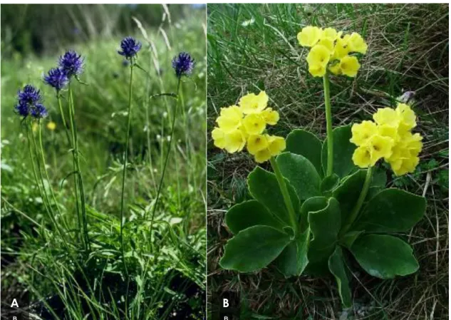 6. Figure.  Phyteuma orbiculare  - Round-headed rampion (A) and  Primula auricula  –  mountain cowslip (B) 