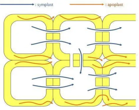 Figure 6. Possible pathways of transport within the plant body 
