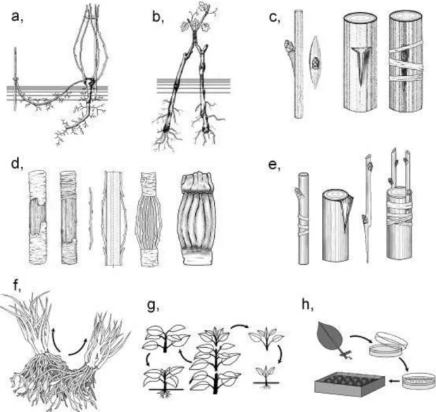 Figure 2. Possible methods of asexual propagation. 