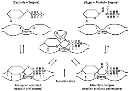 FIG. 2. Possible mechanism for the enzymic hydrolysis of an alkyl glucoside. 