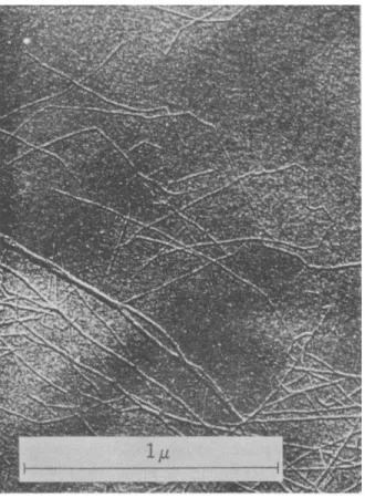 FIG. 3. Cellulose threads from Swedish spruce {45) 