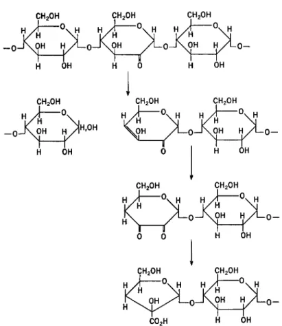 FIG. 5. A proposed mechanism for the cleavage of an oxidized polysaccharide with  alkali